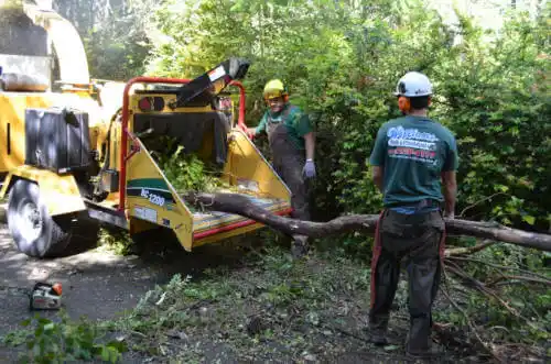 tree services Grayson Valley